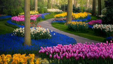 Keukenhof : le plus grand jardin de tulipes au monde