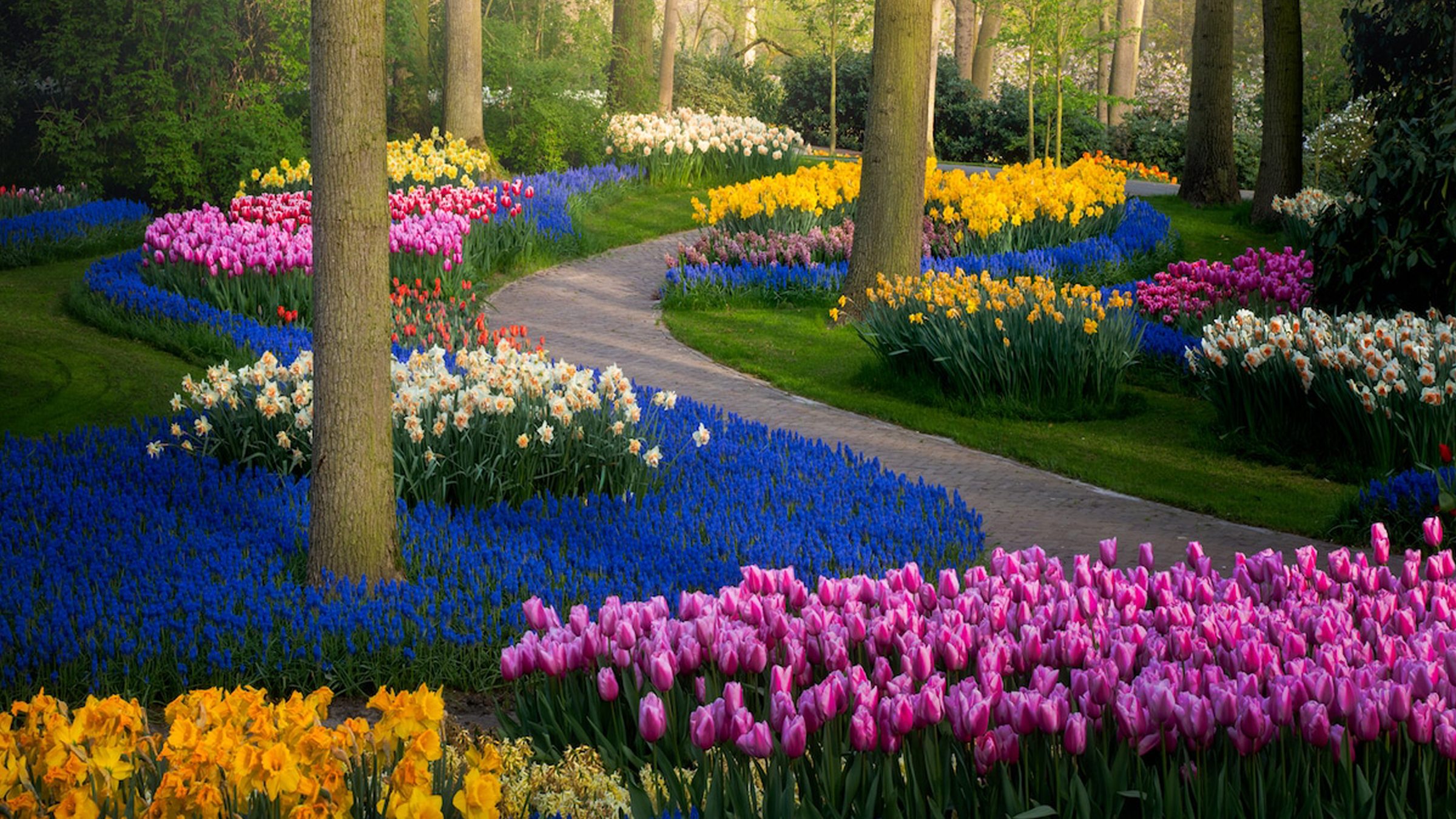 Confinement : il capture le plus grand jardin de tulipes au monde fermé aux  visiteurs