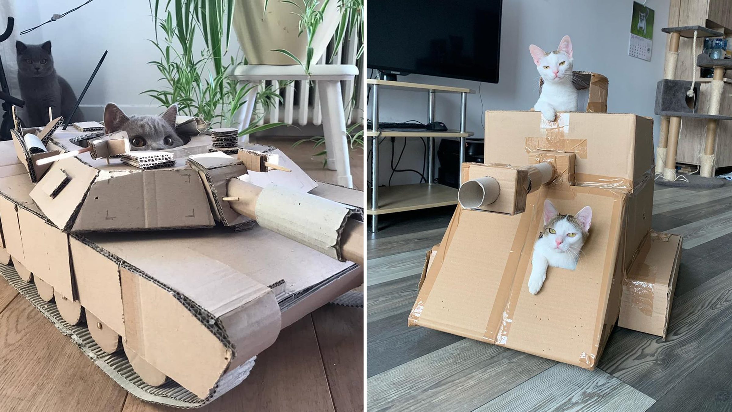 Confinement : les internautes fabriquent des tanks en carton pour leur chat