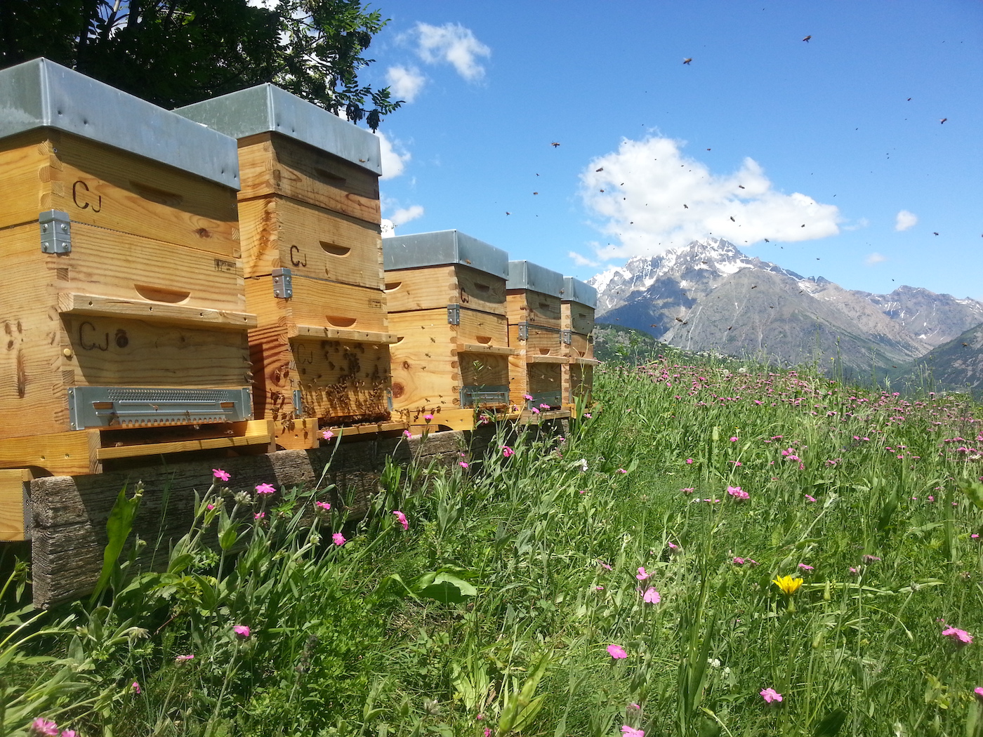 Parrainez une ruche pour sauver les abeilles avec "Un toit pour les abeilles"