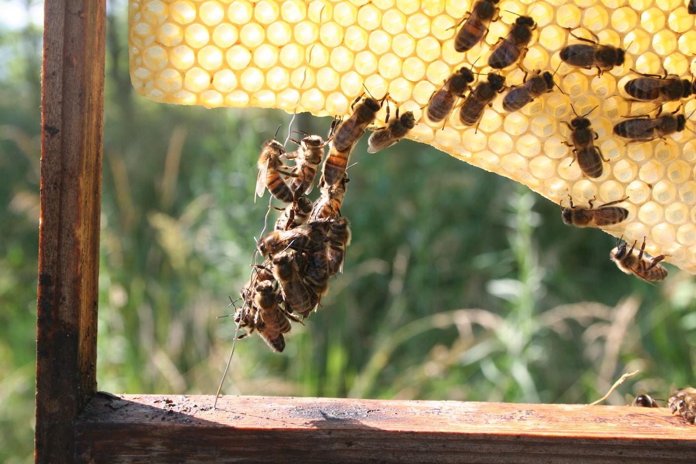 Parrainez une ruche pour sauver les abeilles avec "Un toit pour les abeilles"