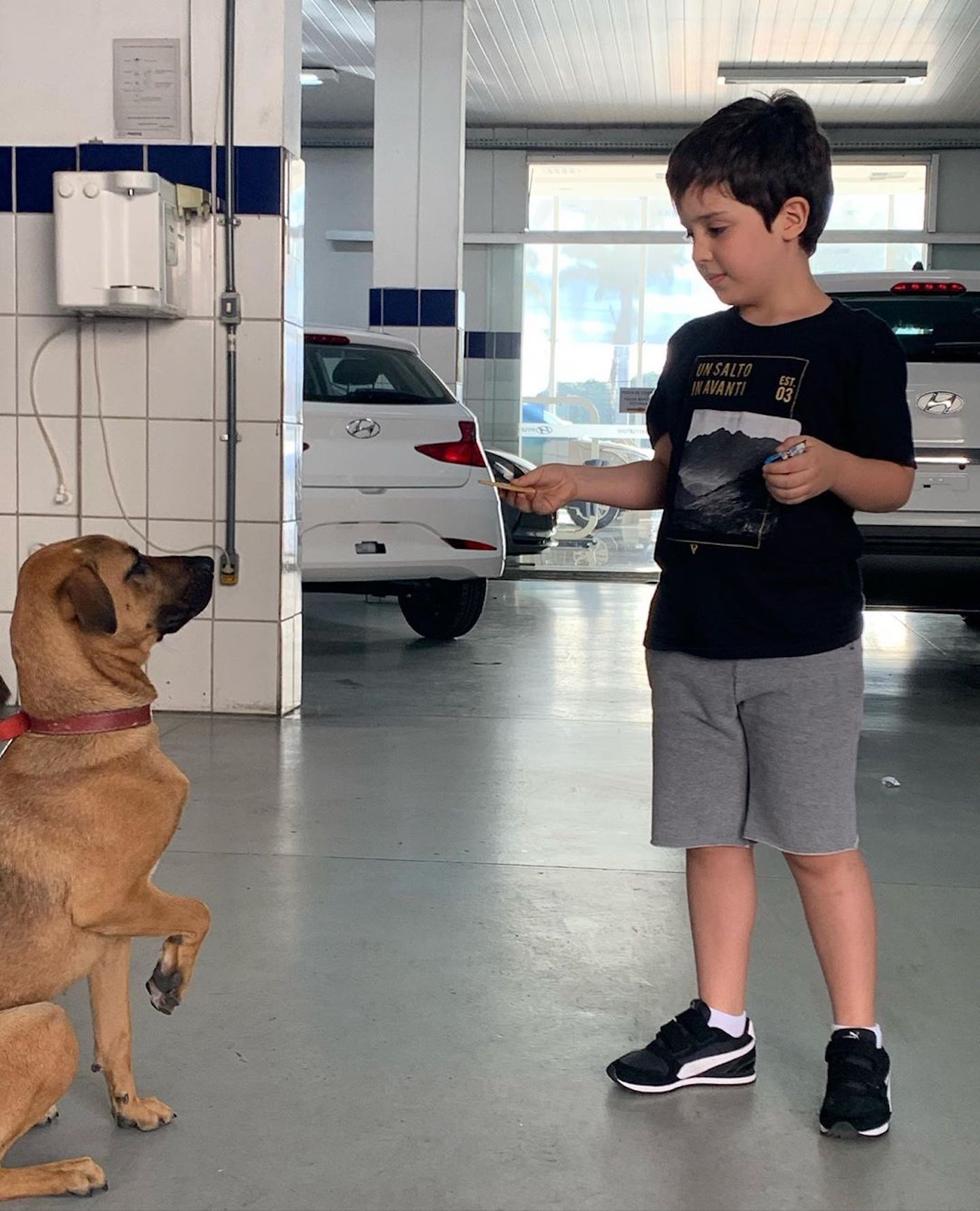 Au Brésil, ce concessionnaire a recruté un chien errant pour devenir sa mascotte