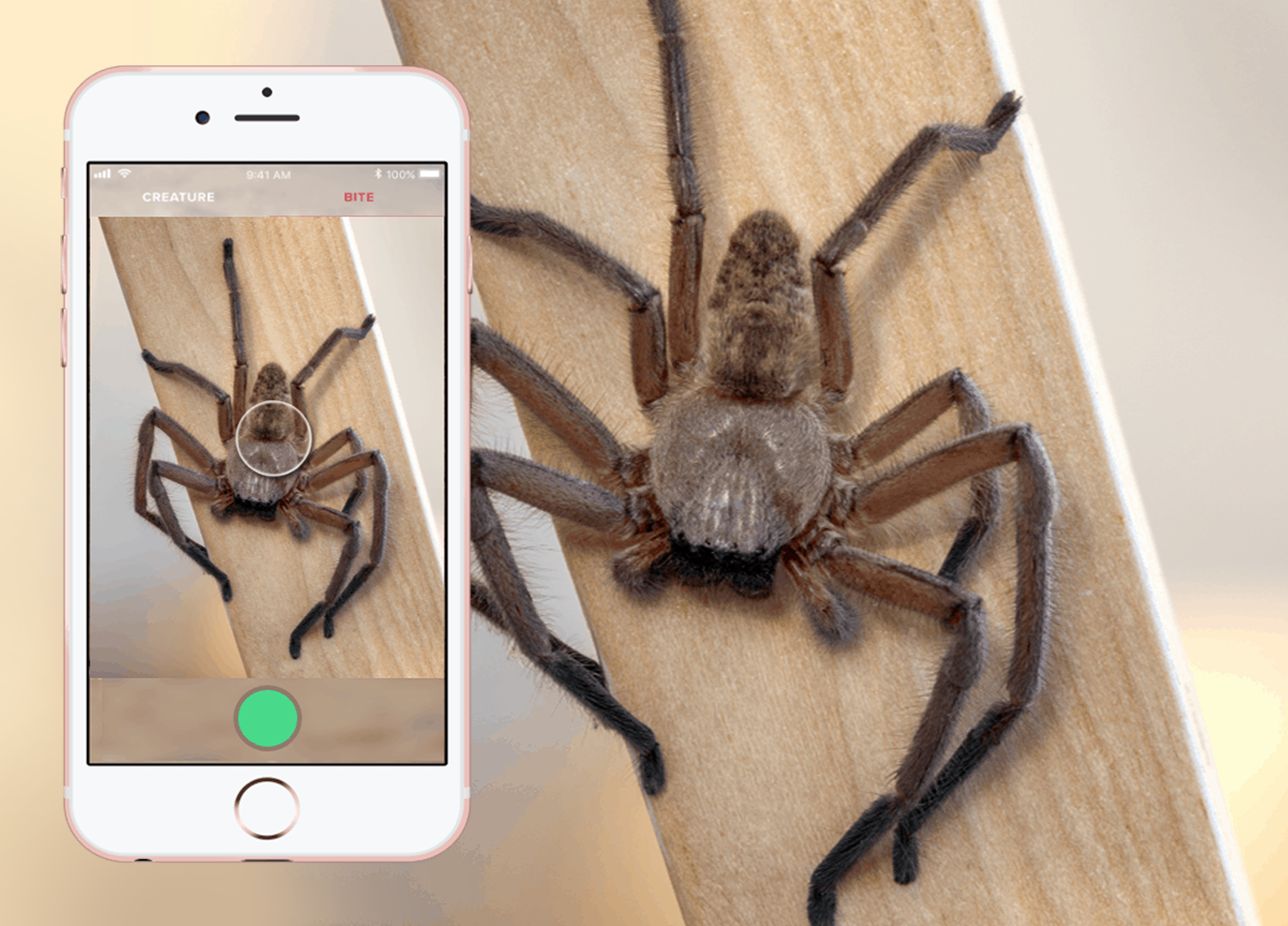 Critterpedia : un Shazam des araignées et des serpents pour mesurer leur dangerosité
