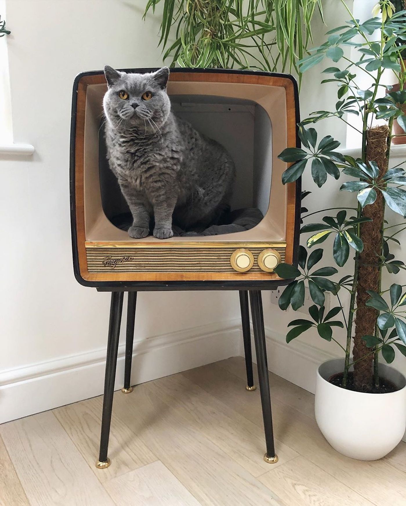 Recycler une télévision vintage en nid douillet pour votre chat
