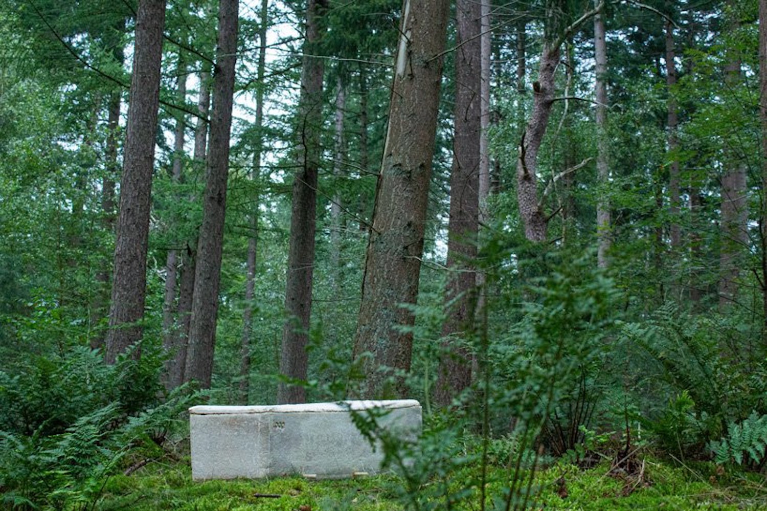 Loop : un cercueil à base de champignons pour que votre corps nourrisse au mieux la nature