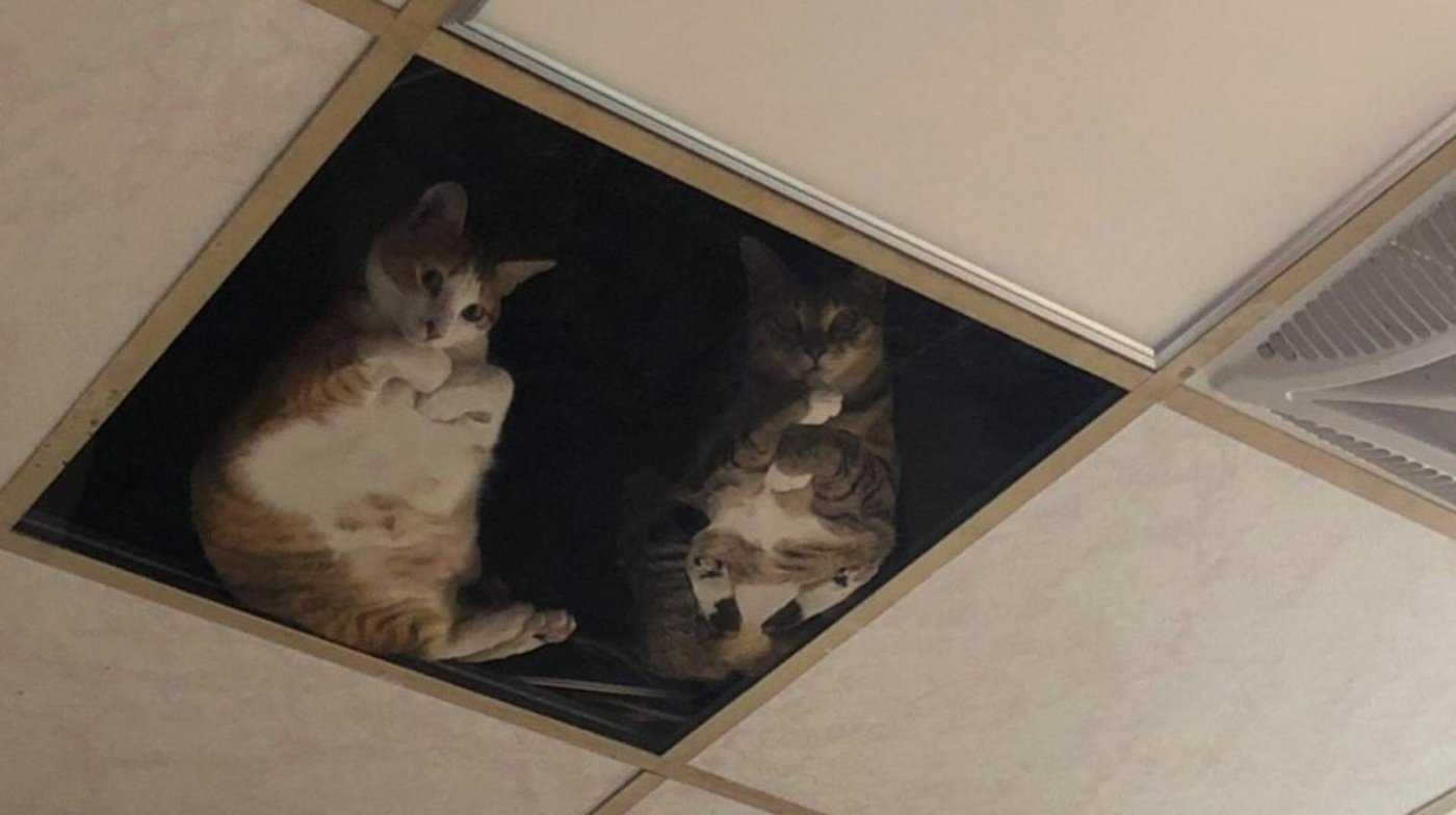 Ce commerçant a installer un plafond de verre pour que ses chats le regardent travailler