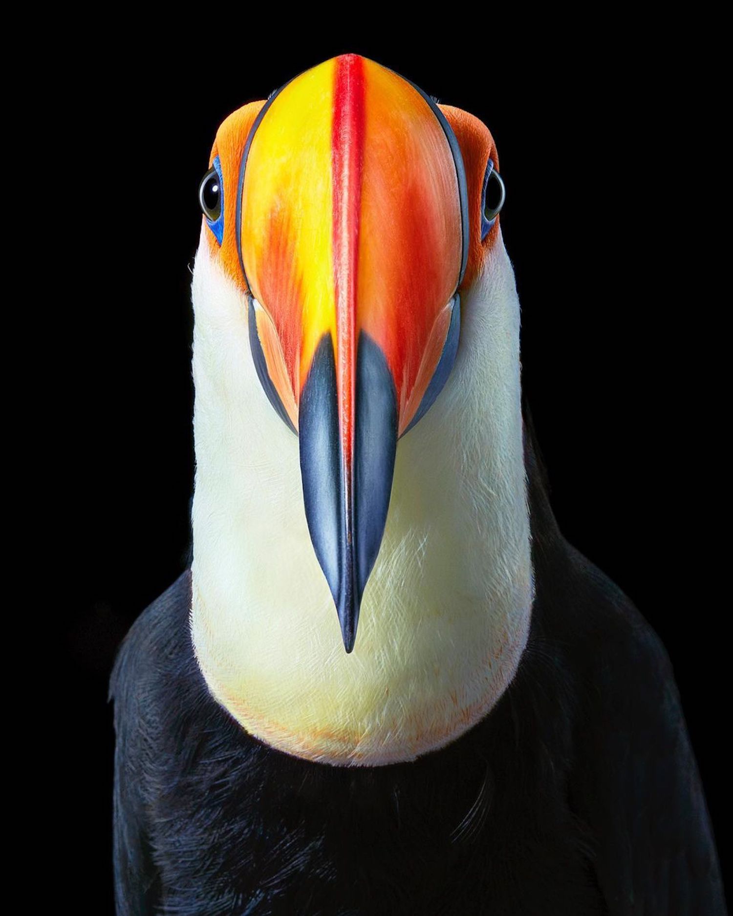 Le photographe Tim Flach capture des portraits saisissants d'oiseaux en voie de disparition