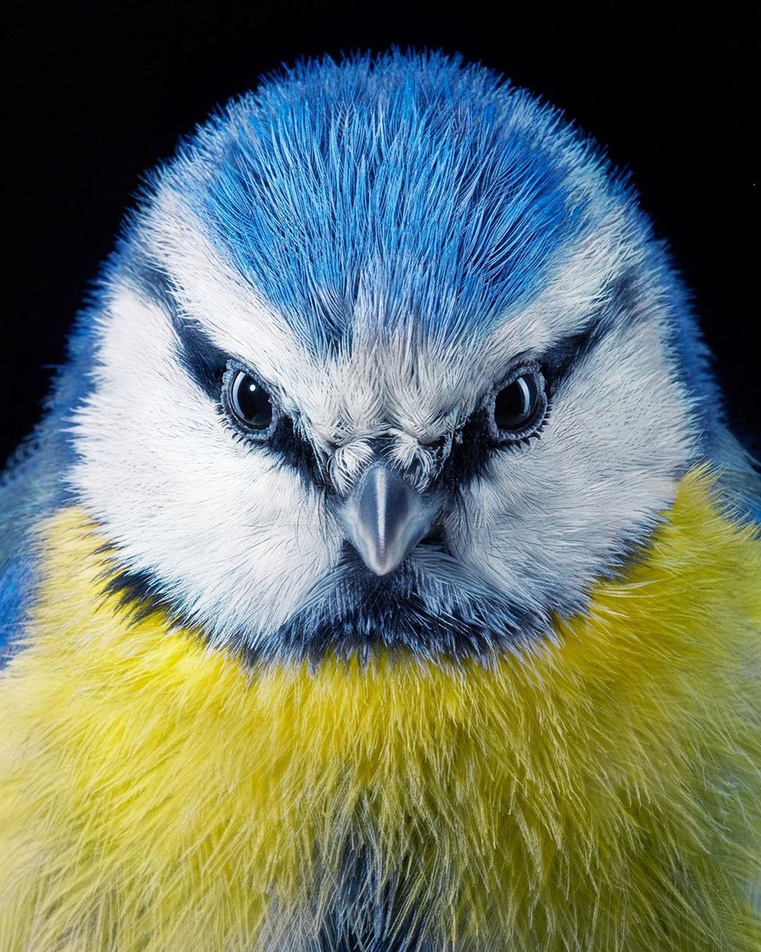 Le photographe Tim Flach capture des portraits saisissants d'oiseaux en voie de disparition