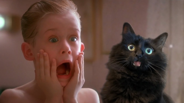 OwlKitty : ce couple incruste leur chat dans des films pour un résultat hilarant