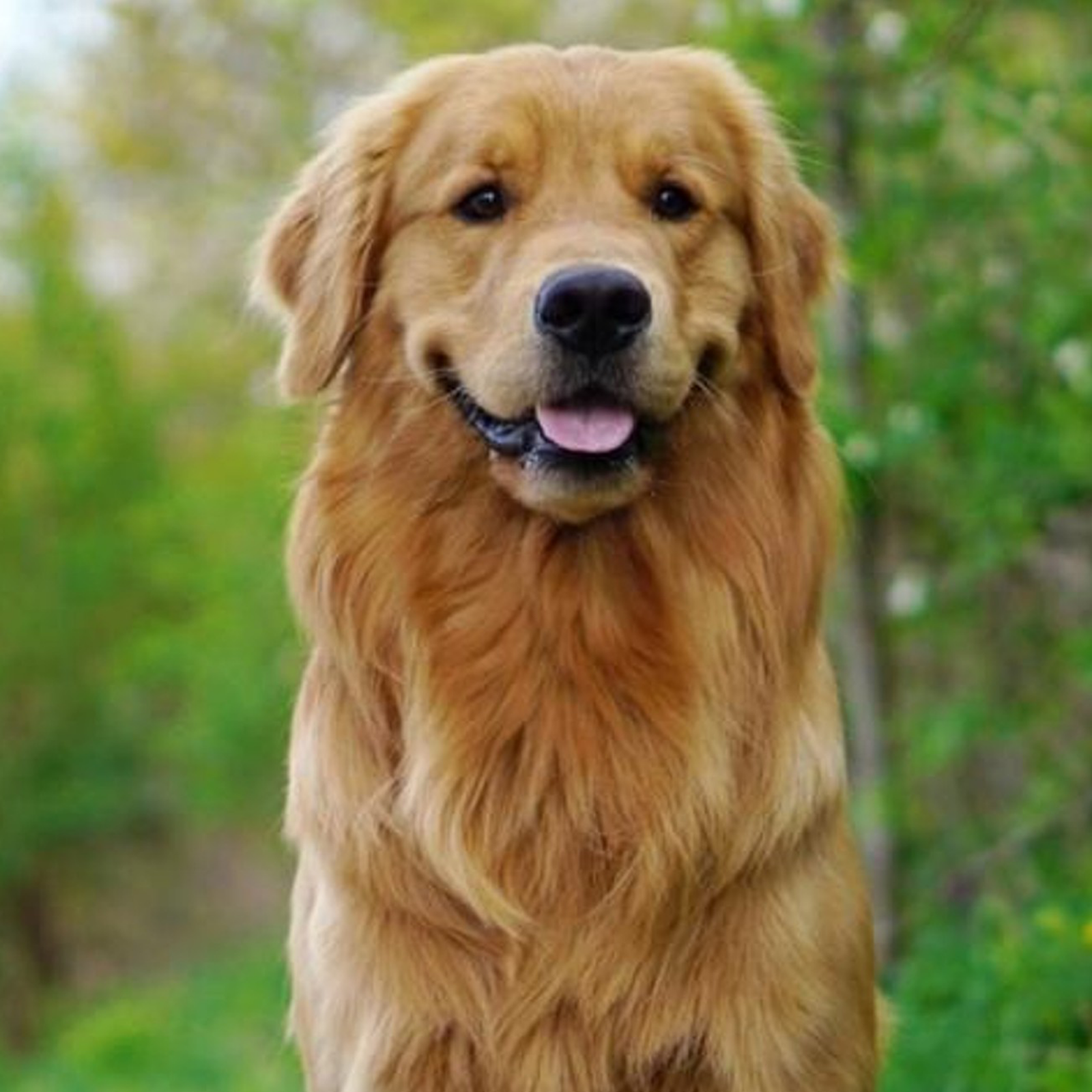 Золотистый ретривер golden retriever. Золотистый ретривер на море. Лабрадор ретривер золотистый длинношерстный. Что значит золотистый ретривер. Золотистый лабрадор.