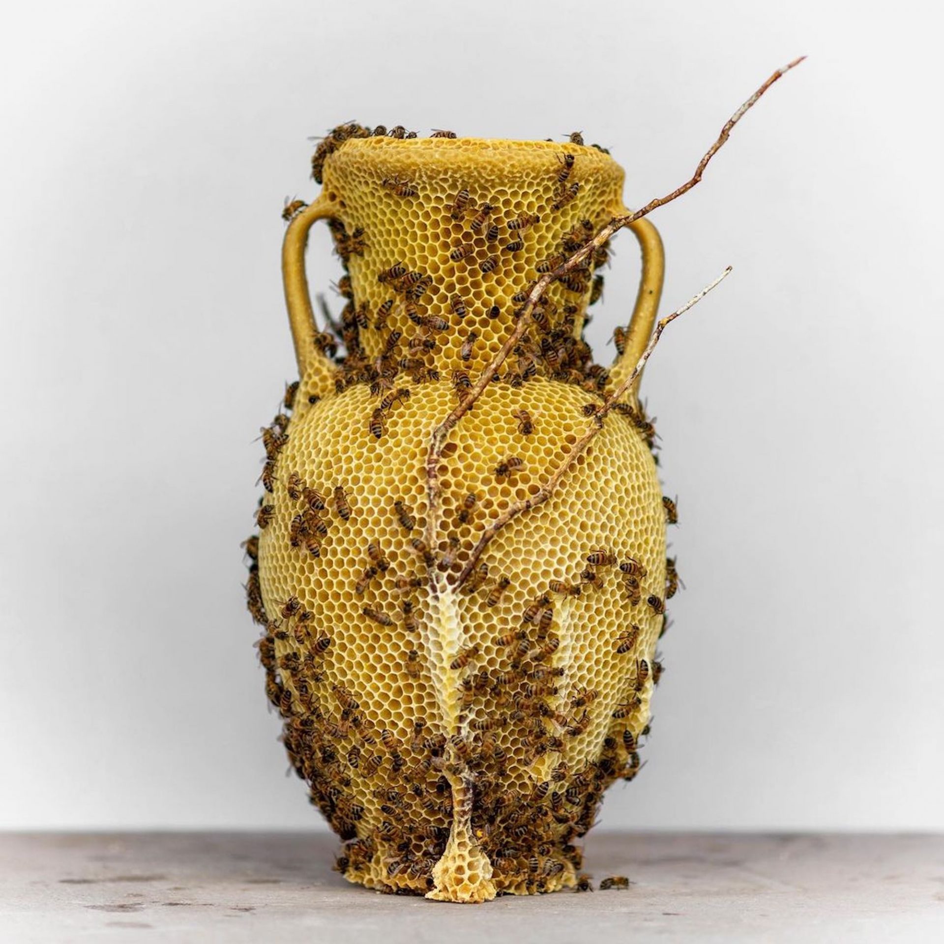 Une amphore sculptée en cire d'abeille par Tomáš Libertíny