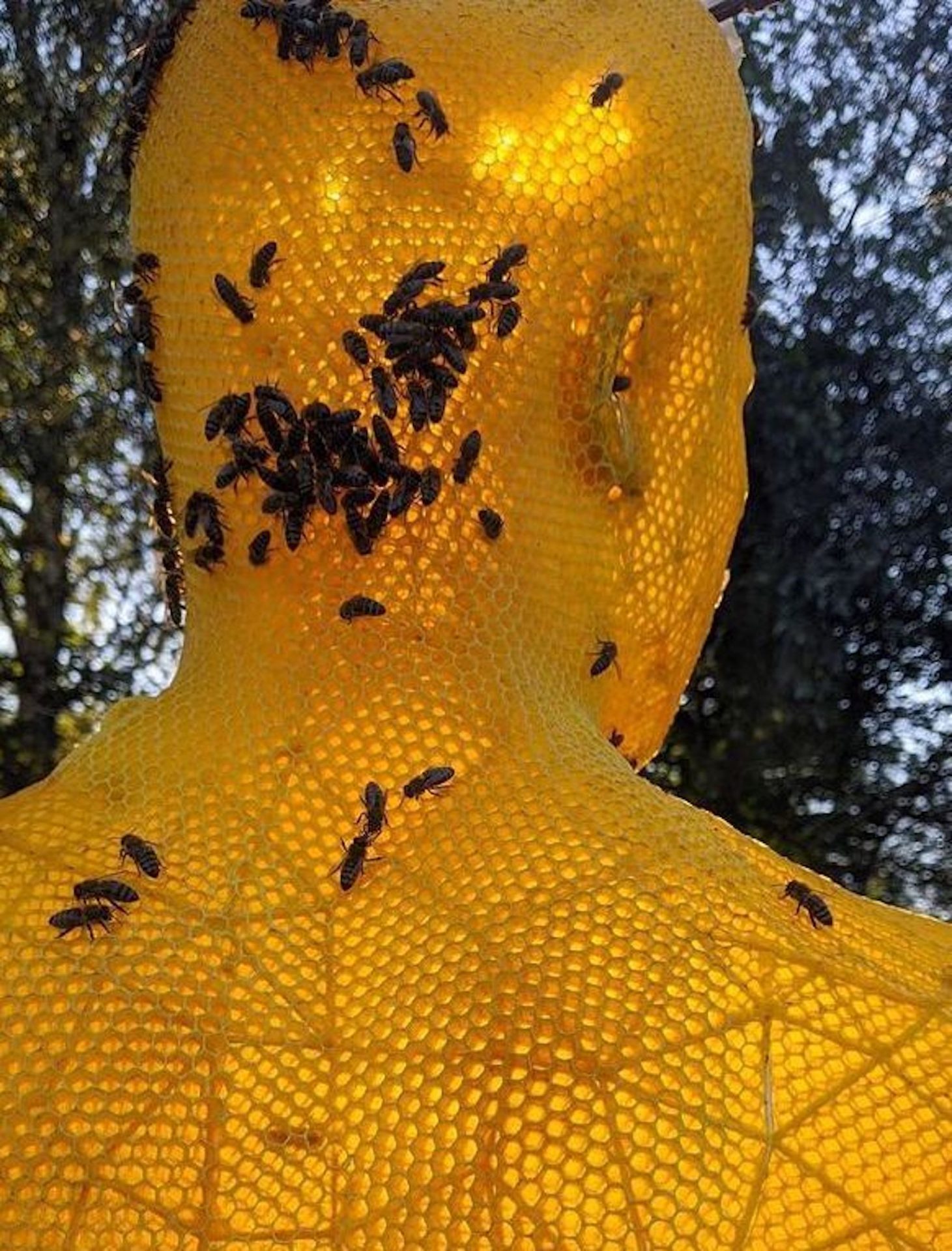 Le buste de Brutus sculpté en cire d'abeille par Tomáš Libertíny