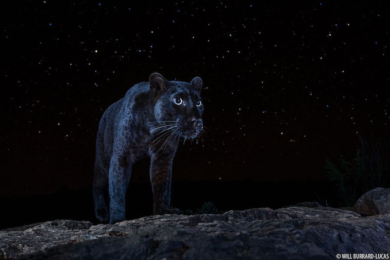Un léopard noir sous un ciel étoilé : les photos rares de Will Burrard-Lucas