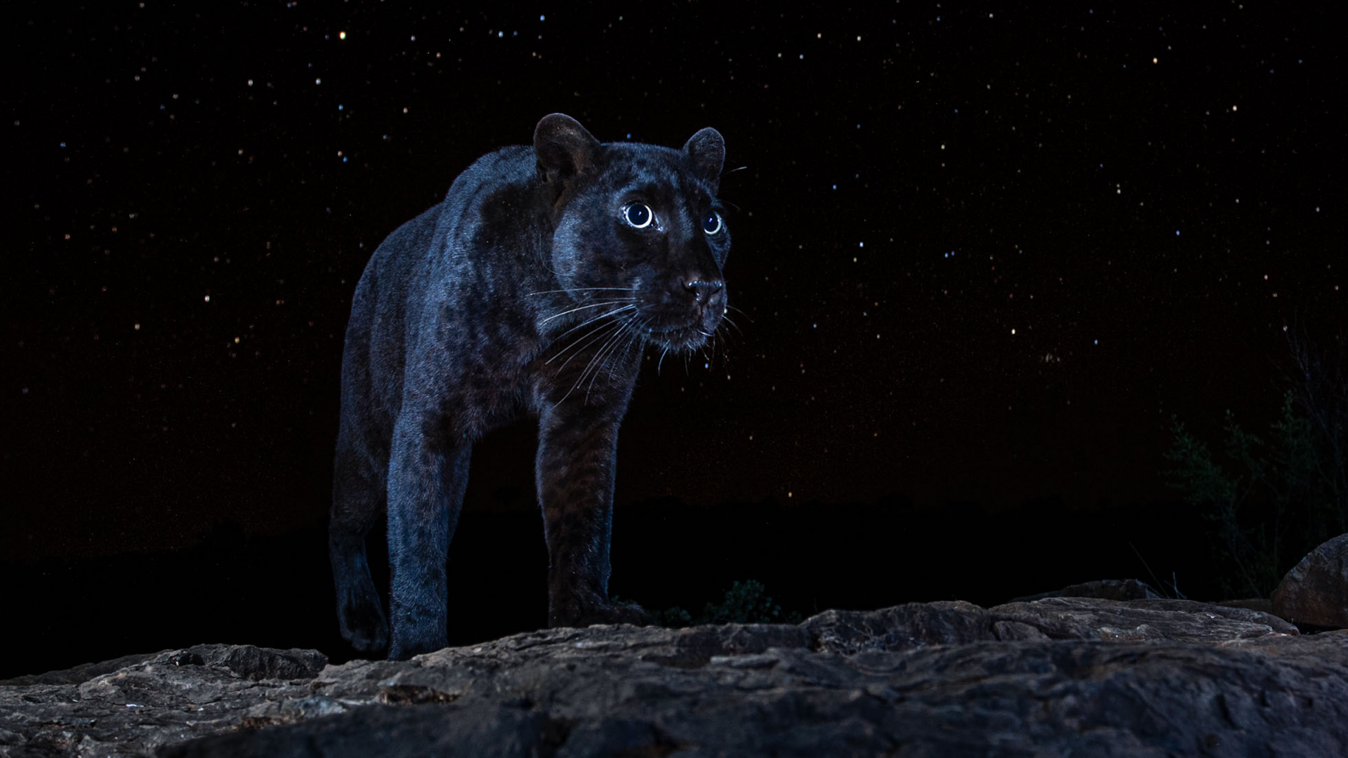 Un Leopard Noir D Afrique Sous Un Ciel Etoile Les Photos Rarissimes De Will Burrard Lucas