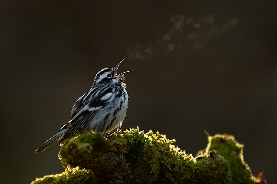 Les 30 plus belles photos d’oiseaux selon le Bird Photographer 2021 ! Par Maxime Delmas Bird-photographer-2021-oiseaux-13
