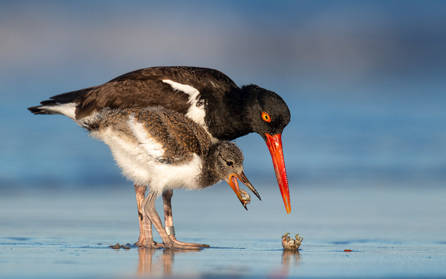 Les 30 plus belles photos d’oiseaux selon le Bird Photographer 2021 ! Par Maxime Delmas Bird-photographer-2021-oiseaux-20