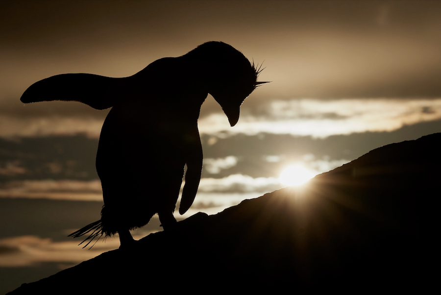 Les 30 plus belles photos d’oiseaux selon le Bird Photographer 2021 ! Par Maxime Delmas Bird-photographer-2021-oiseaux-23