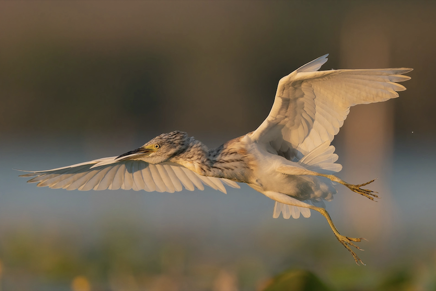 Les 30 plus belles photos d’oiseaux selon le Bird Photographer 2021 ! Par Maxime Delmas Bird-photographer-2021-oiseaux-29