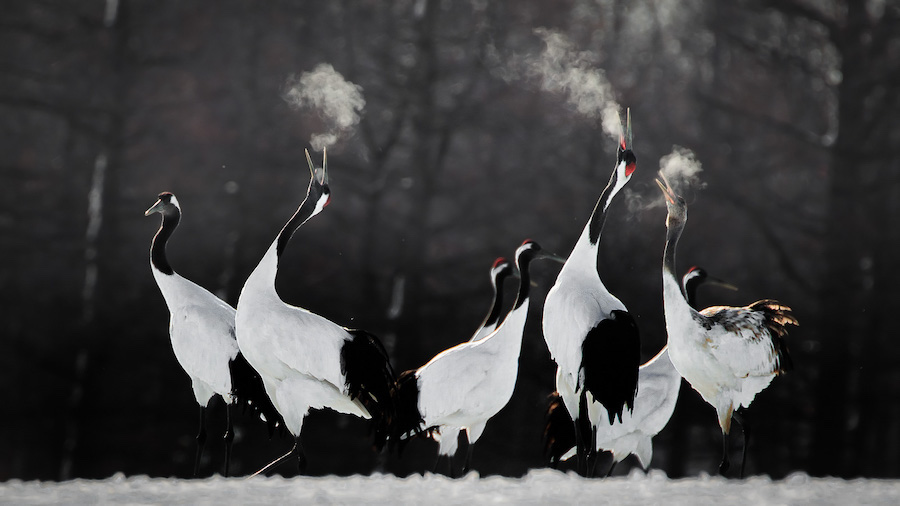 Les 30 plus belles photos d’oiseaux selon le Bird Photographer 2021 ! Par Maxime Delmas Bird-photographer-2021-oiseaux-3