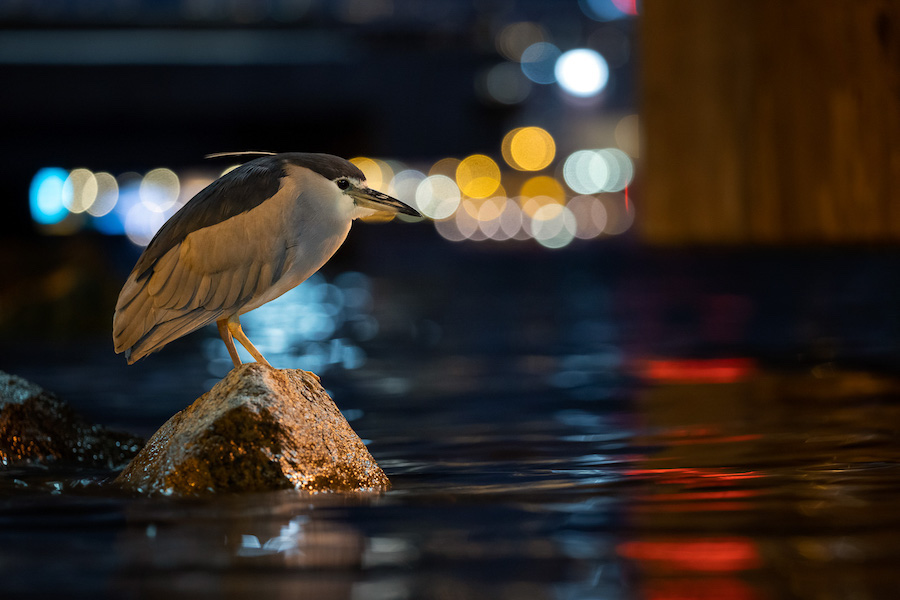 Les 30 plus belles photos d’oiseaux selon le Bird Photographer 2021 ! Par Maxime Delmas Bird-photographer-2021-oiseaux-31