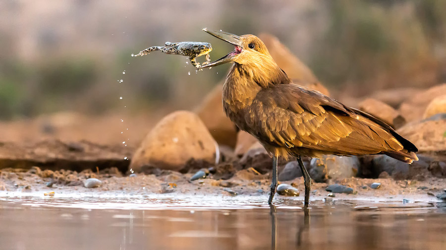 Les 30 plus belles photos d’oiseaux selon le Bird Photographer 2021 ! Par Maxime Delmas Bird-photographer-2021-oiseaux-4