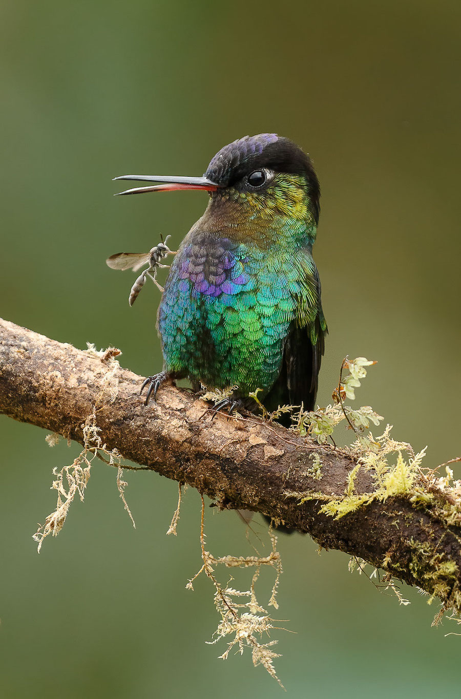 Les 30 plus belles photos d’oiseaux selon le Bird Photographer 2021 ! Par Maxime Delmas Bird-photographer-2021-oiseaux-8
