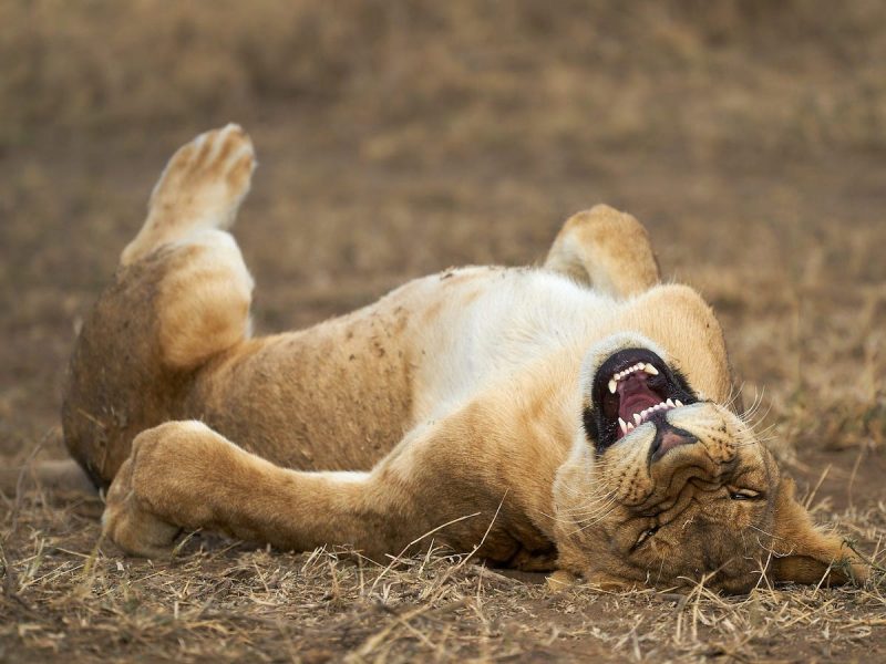 Le Comedy Wildlife Photography Awards dévoile ses premiers clichés de 2021