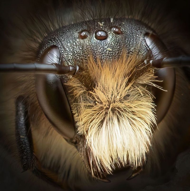 Il photographie des abeilles en macro pour des portraits aux détails