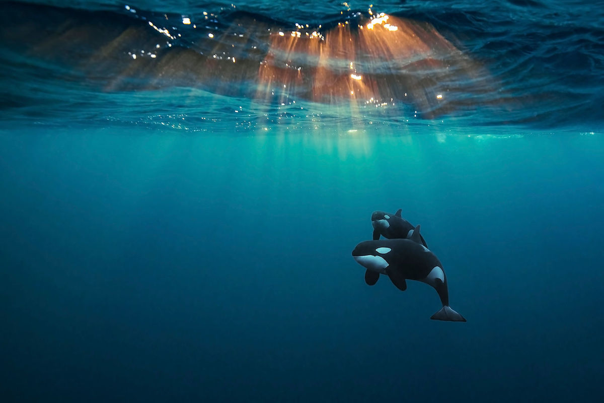 Les incroyables photos lauréates du BigPicture Natural World 2021 ! (vidéo sur Bidfoly.com) Par Justine Mellano 60a57eb9245ab514709ebe88_05_03-3-6-Orcas-Under-The-Arctic-Sun-8cb1e009-ee2f-42fb-a440-79fba61cb990