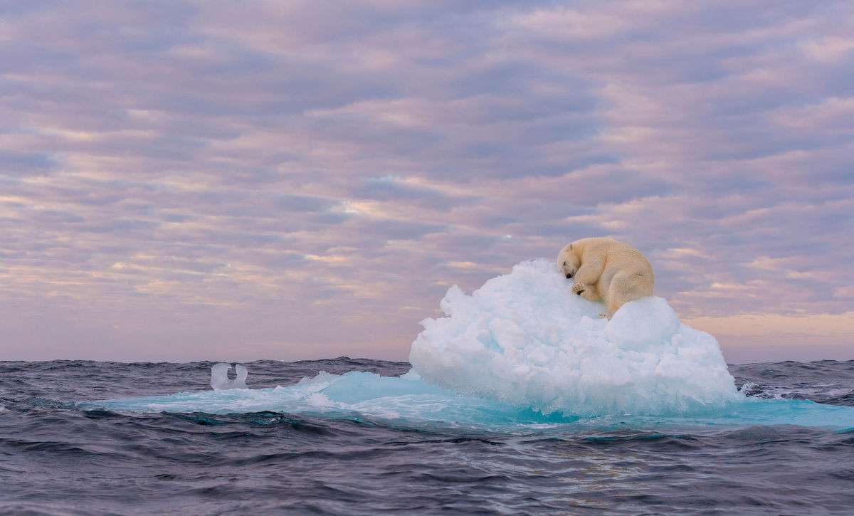 Les incroyables photos lauréates du BigPicture Natural World 2021 ! (vidéo sur Bidfoly.com) Par Justine Mellano 60a57eba409cbf1fab5e8305_04_04-3-5-Treasure-On-Ice-29427119-29d2-4e01-8f54-484062ce607e