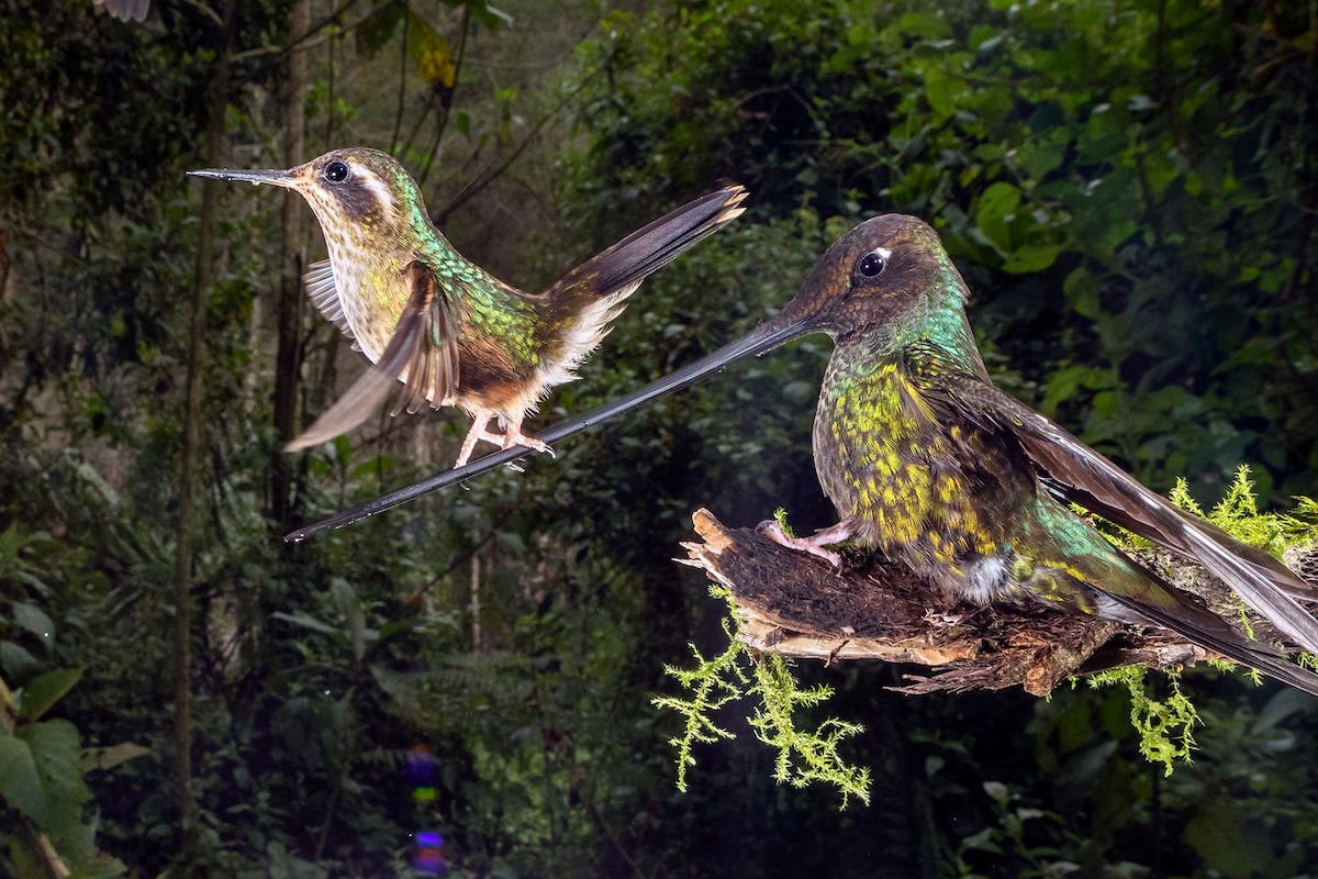 Les incroyables photos lauréates du BigPicture Natural World 2021 ! (vidéo sur Bidfoly.com) Par Justine Mellano Bigpicture-natural-world-2021-photographies-218