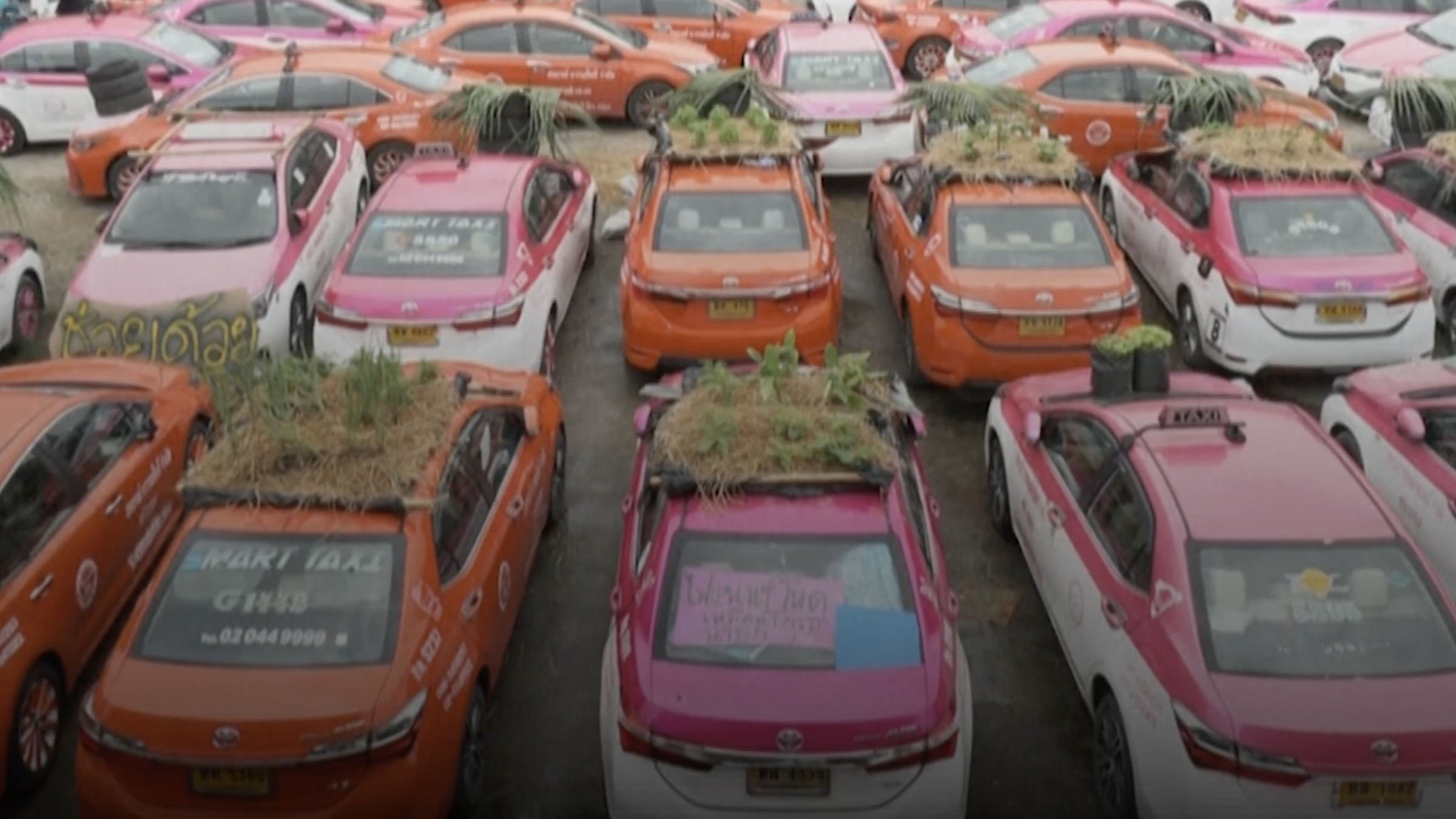 Bangkok : faute de clients, les taxis font pousser des légumes sur leur toit