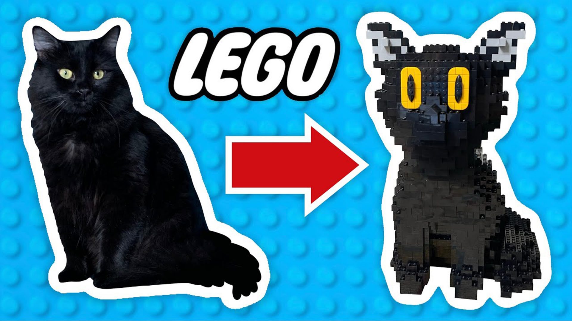 Il crée une réplique grandeur nature de son chat avec des LEGO