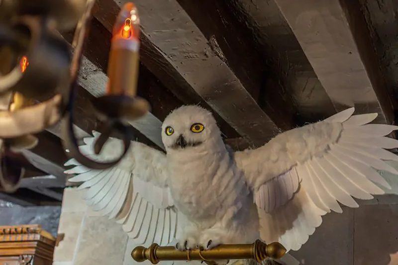 À Dijon, Un Fan D’Harry Potter Propose Un Airbnb De Rêve Pour Les Fans ...