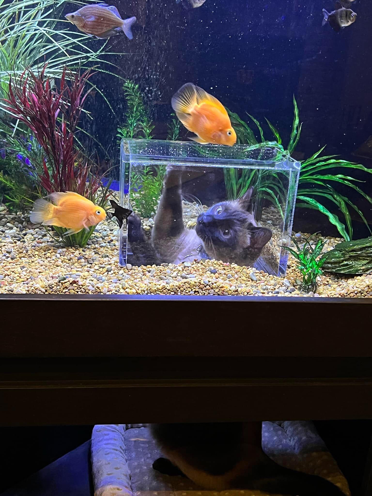 Aquarium chat