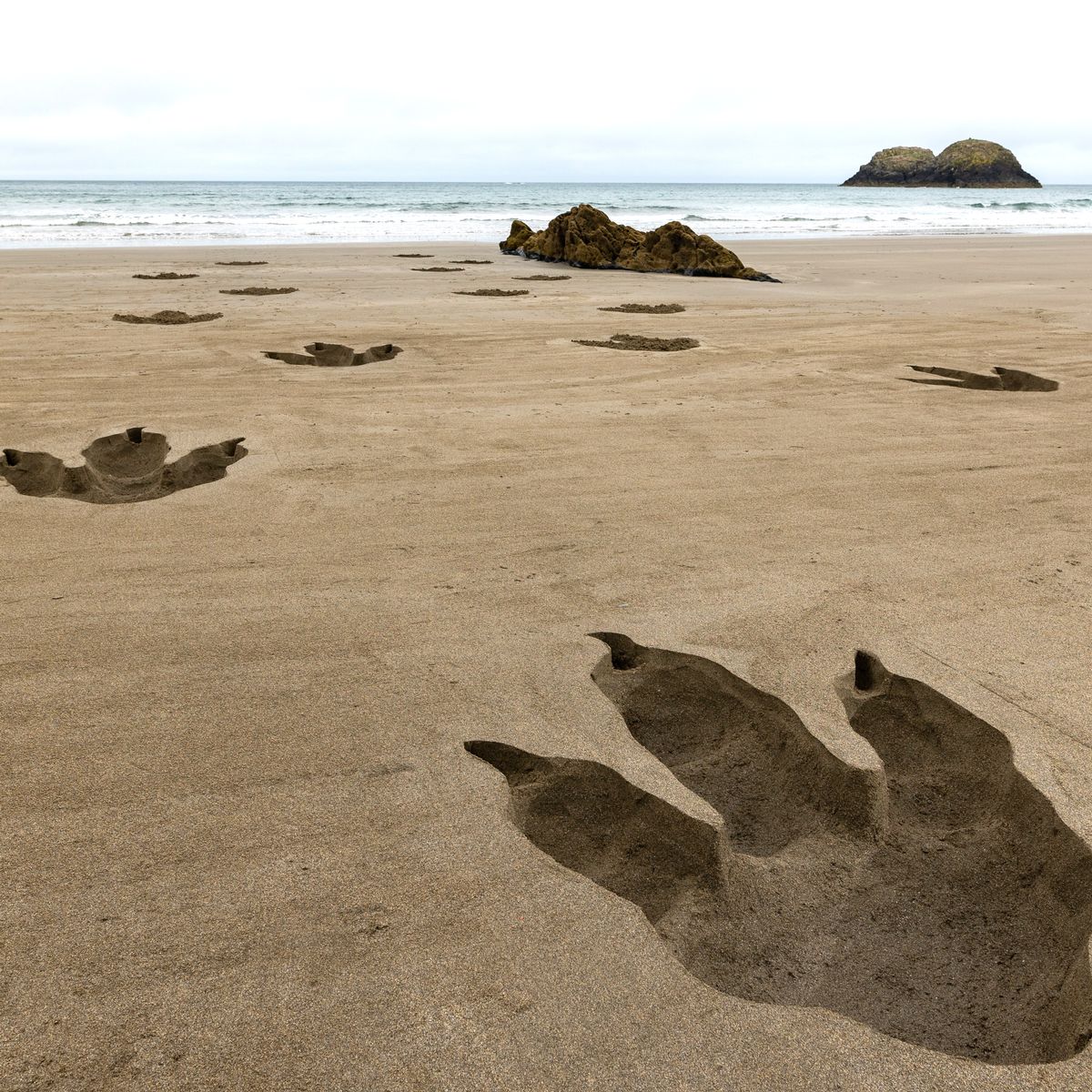 Des empreintes de T-Rex sur la plage pour la sortie de la série “Planète Préhistorique” (vidéo sur Bidfoly.com) Par Justine Mellado Empreintes-dinosaures-plage-serie-apple-tv-5