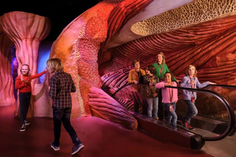 Ce musée des PaysBas offre une immersion complète dans le corps humain GeekQc.ca