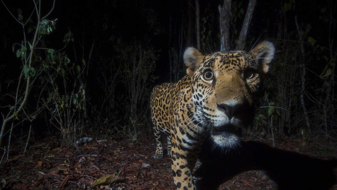 Les magnifiques clichés lauréats du Nature inFocus Photography Awards 2022