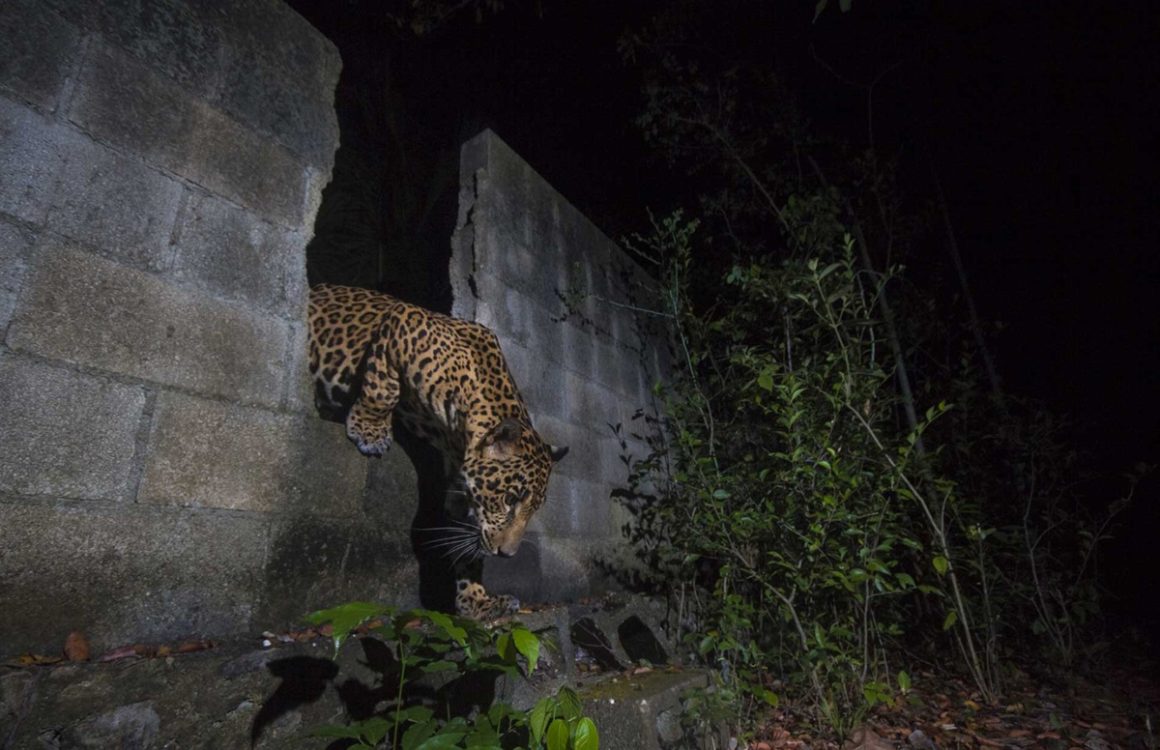 Les magnifiques clichés lauréats du Nature inFocus Photography Awards 2022