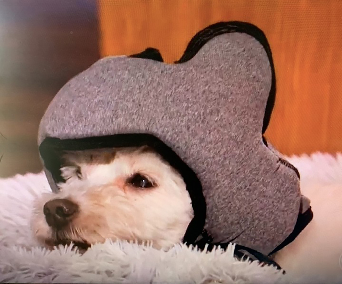 Un casque anti-bruit pour chiens qui bloque les sons des feux d'artifice