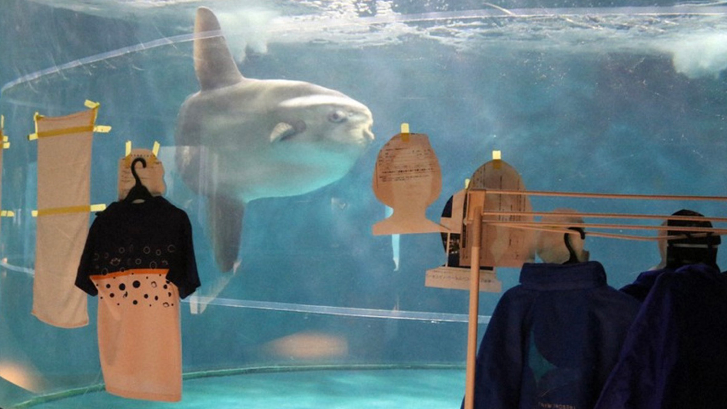 Fermé pour rénovation, cet aquarium japonais a une drôle d’idée pour son poisson-lune solitaire 