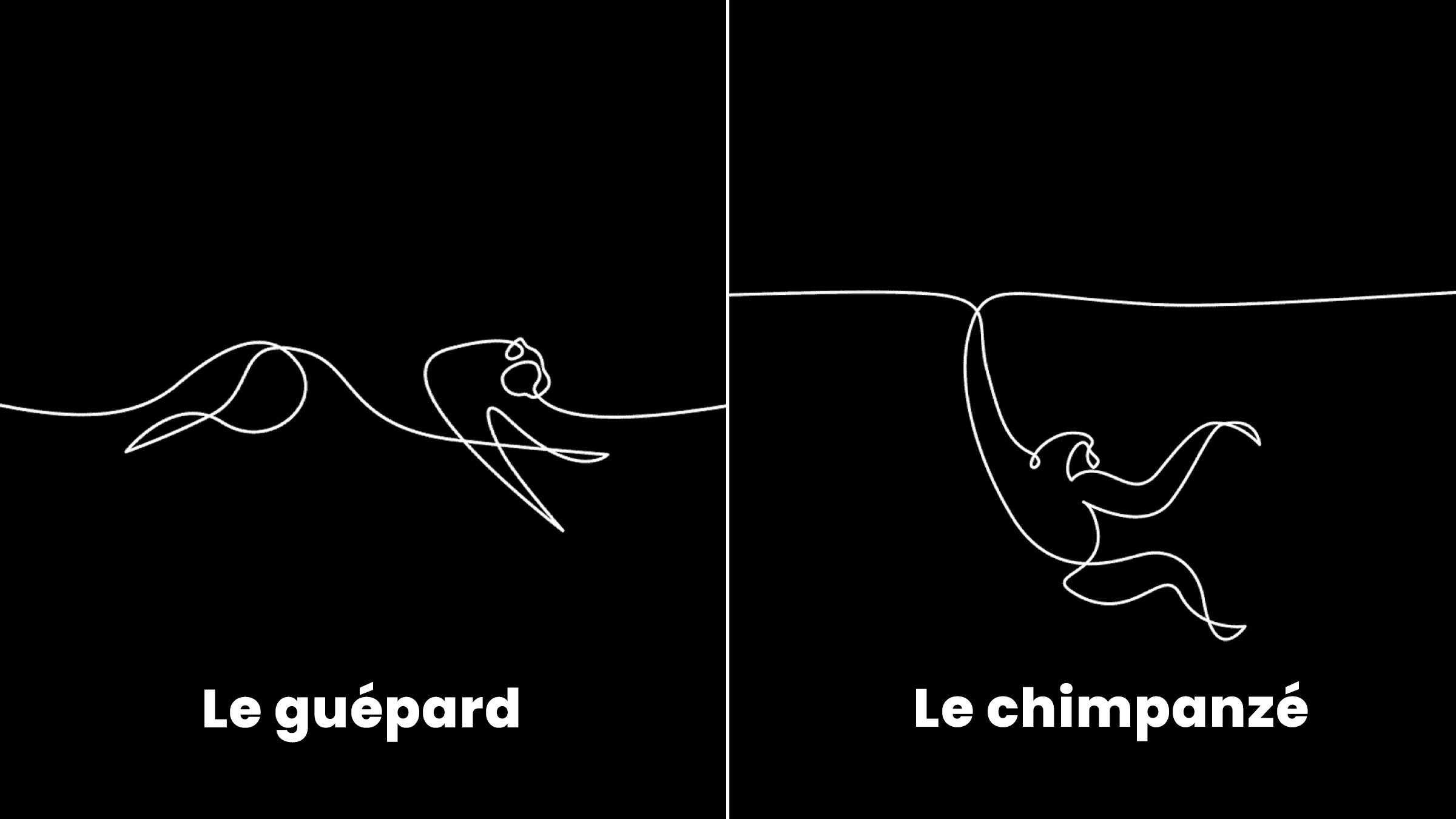 10 animations d’animaux illustrées en 1 seul trait (sans lever le crayon) par le studio Loooop