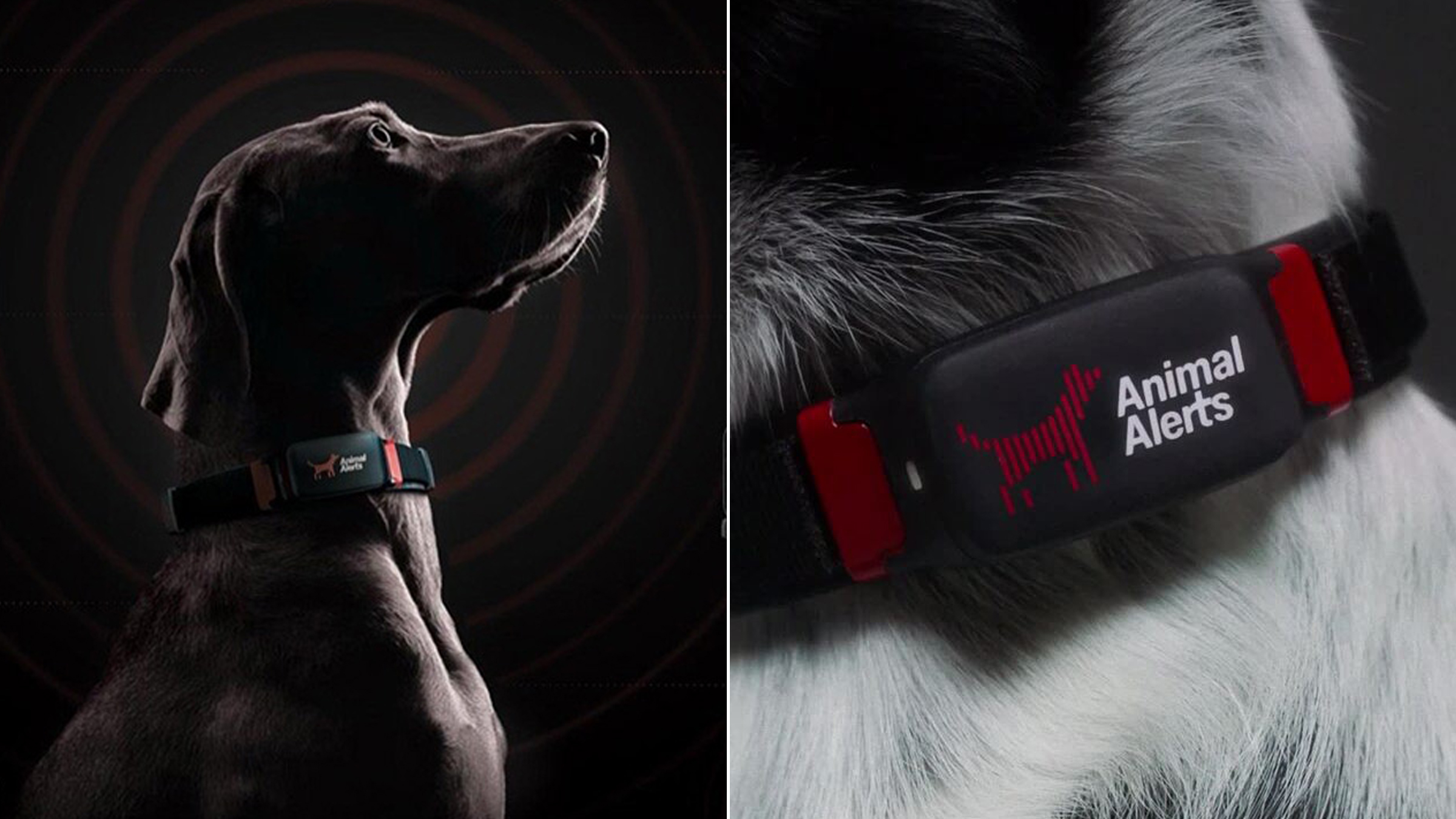Animal Alerts : ce collier intelligent pour chiens permet de prédire les séismes