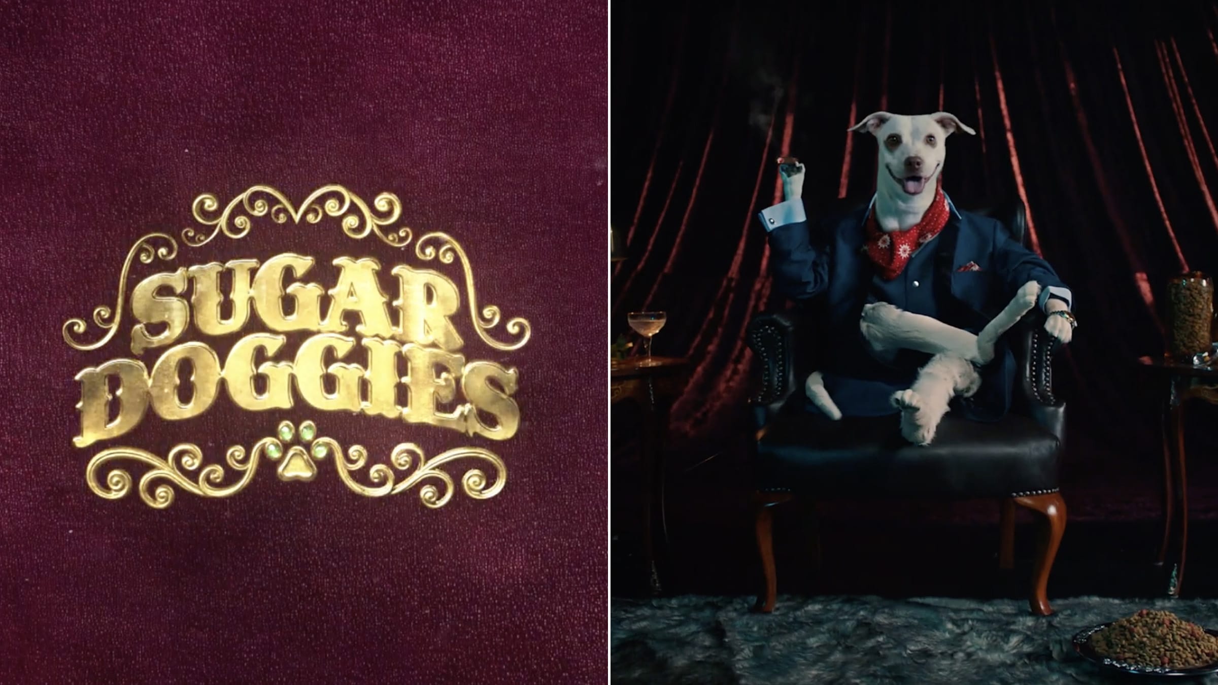 Des chiens adultes transformés en Sugar Daddies… pour booster leur adoption